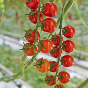 Cherry Tomaten