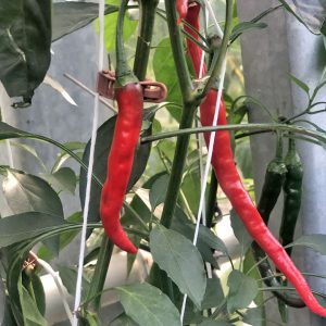 Chili Paprika