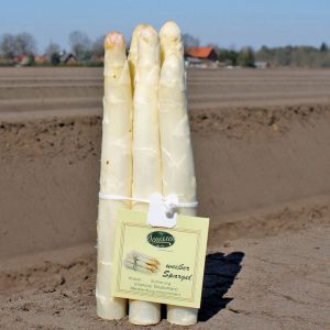 Spargel Jumbo 24+