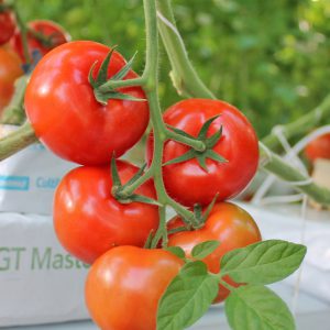 Tomaten Lycopeen Plus