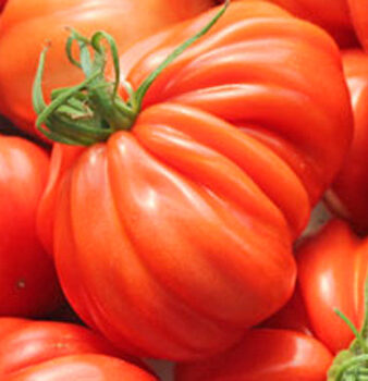 Tomaten Coeur de Boeuf